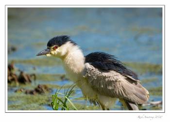 black-crowned night heron 5.jpg
